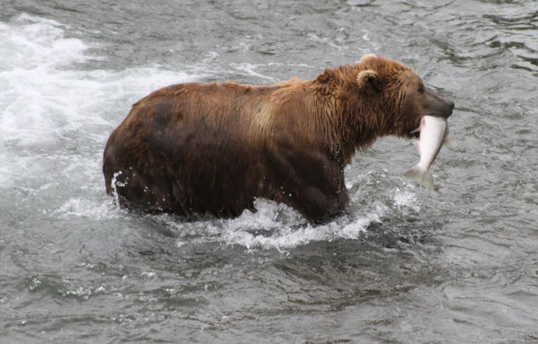 Fat Bear Week: Alaska's brown bears, in photos - The Washington Post