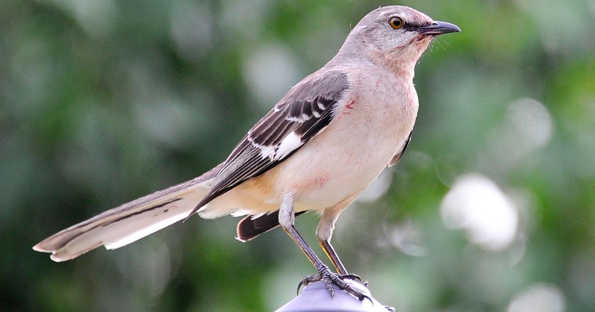 Who’s that singing? As fall migration arrives, apps that ID birds by sound have taken off Who’s that singing? As fall migration arrives, apps that ID birds by sound have taken off