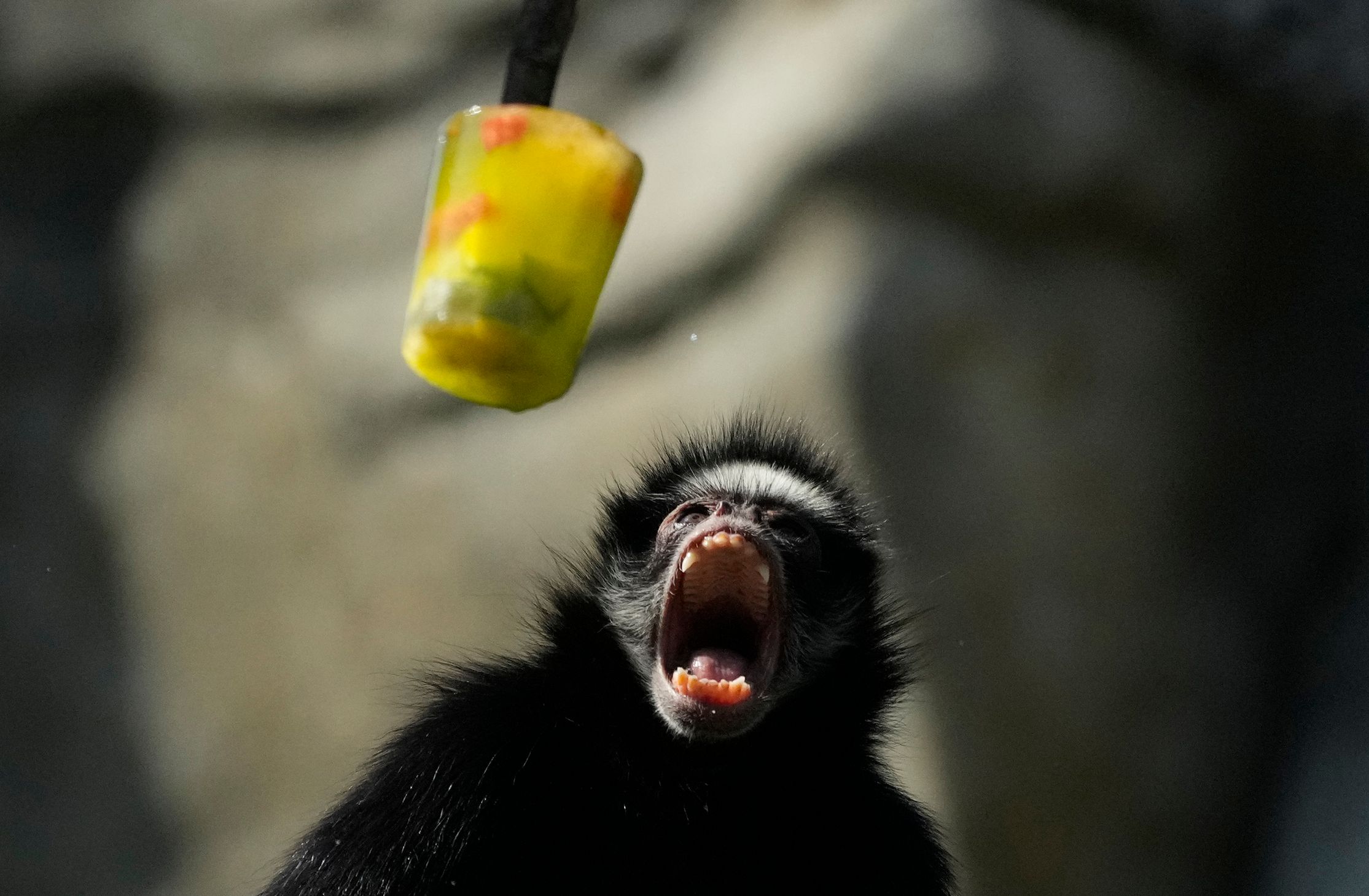 Ice pops cool down monkeys in Brazil at a Rio zoo during a rare