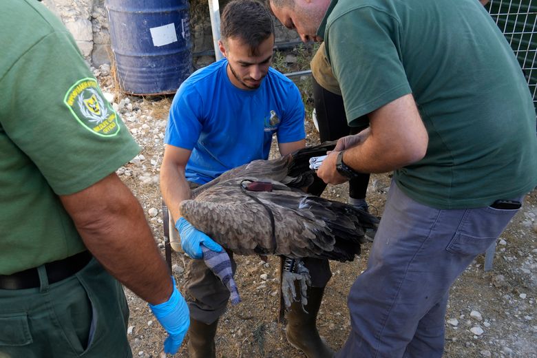 Spanish vultures released in Cyprus to replenish population