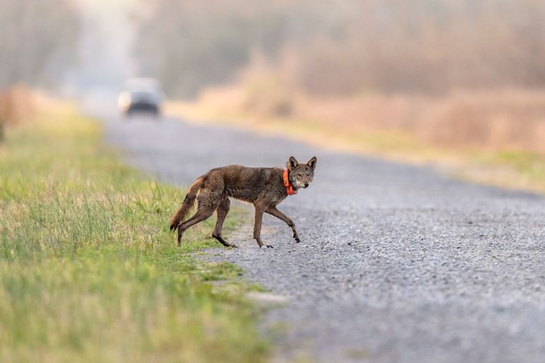 What Do You Need For Coyote Hunting? Unleash Your Inner Predator!