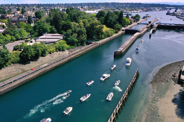 Recreational boats head eastbound into the small lock at the Hiram M. Chittenden Locks, also known as the Ballard Locks, during Seafair weekend in August. (Karen Ducey / The Seattle Times)