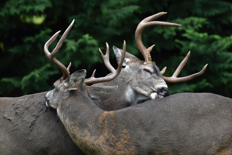 A photographer captures two deer giving each other the spa