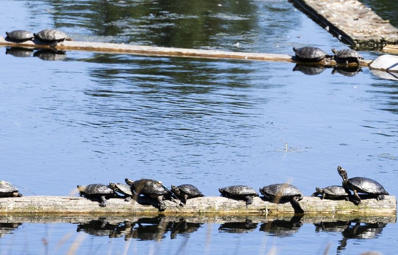 Adult northwest pond turtles bask in the sun in the Lakewood area on Aug. 11, 2023.