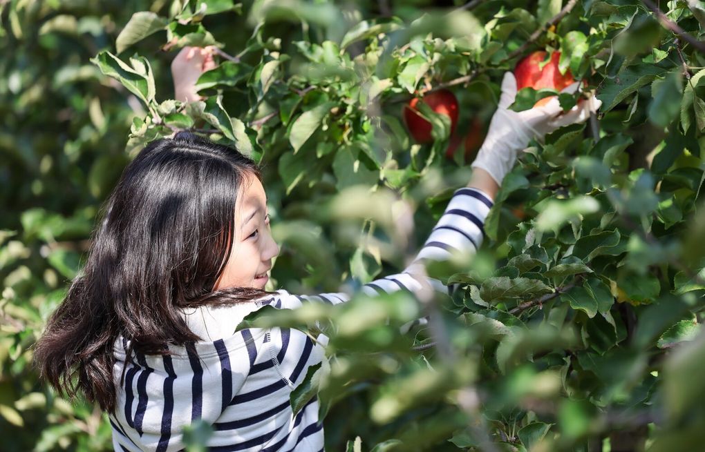 Exciting news, SweeTango apples at Chelan Ranch Organics