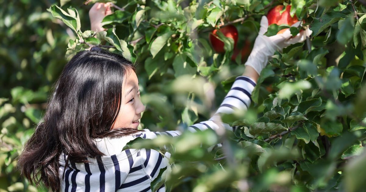 haunted house schedule 2022 6 places to go apple-picking in Washington — and beyond