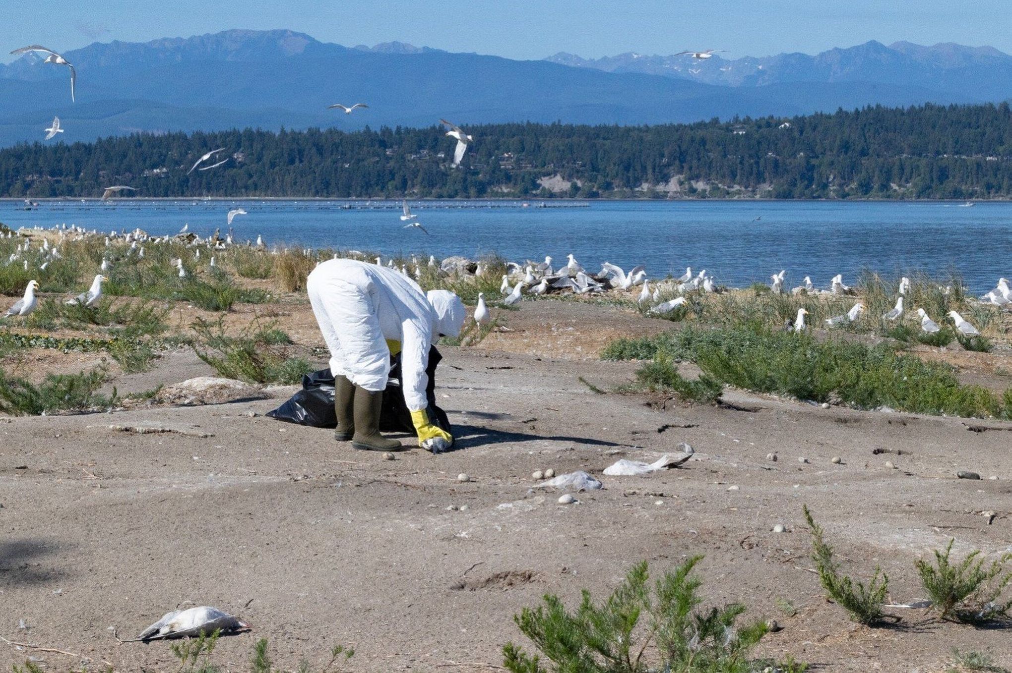 Unusual' seal deaths in Maine linked to avian flu