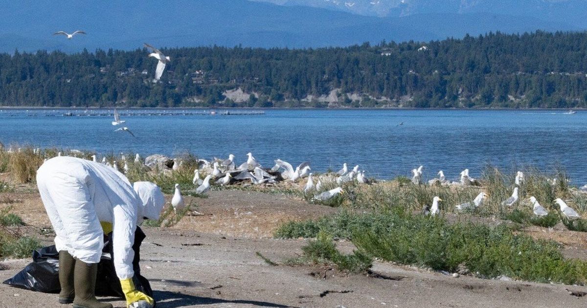 Deadly bird flu jumps to harbor seals in Salish Sea, first for West