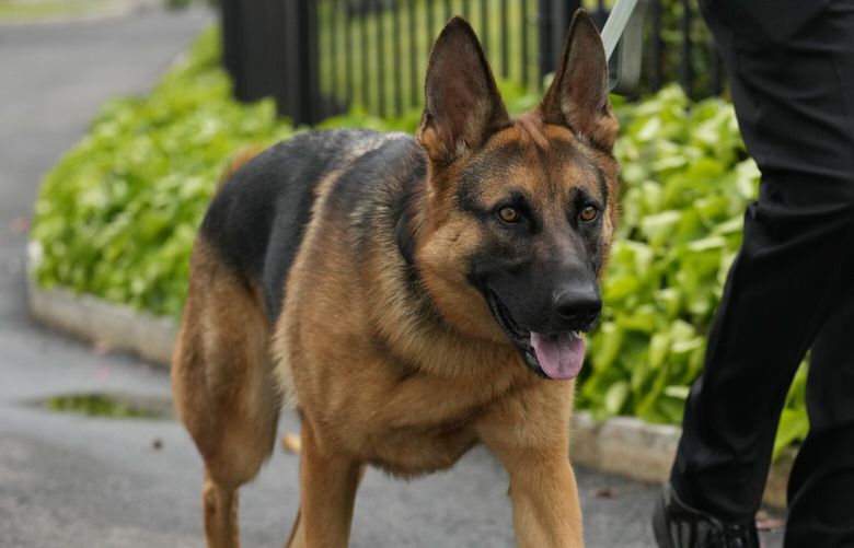 FILE – President Joe Biden’s dog Commander, a German shepherd, is walked outside the West Wing of the White House in Washington, April 29, 2023. Commander has bitten another U.S. Secret Service employee. A uniformed division officer was bitten by the dog around 8 p.m. Monday, Sept. 25, at the White House, and was treated on-site by medical personnel, said USSS chief of communications Anthony Guglielmi. The officer is doing just fine, he said. (AP Photo/Carolyn Kaster, File) WX441 WX441