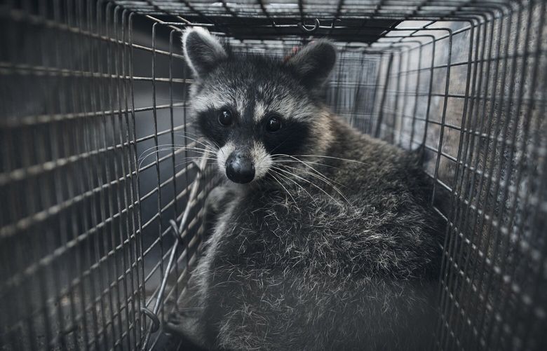 — EMBARGO: NO ELECTRONIC DISTRIBUTION, WEB POSTING OR STREET SALES BEFORE 3:01 A.M. ET ON TUESDAY, OCT. 3, 2023. NO EXCEPTIONS FOR ANY REASONS — A raccoon, caught in Forest Park in New York, awaits sampling, Sept. 17, 2023. Wildlife researchers are trapping animals in urban areas to determine what diseases they carry in an effort to understand the potential risks to people, pets and the animals themselves. (Andres Kudacki/The New York Times)