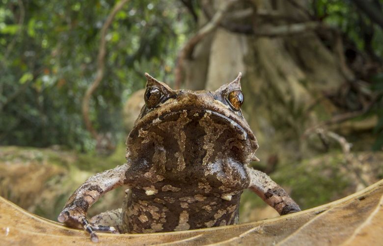 A Palawan horned frog, an endangered species from the Philippines. MUST CREDIT: Robin Moore/Re:wild