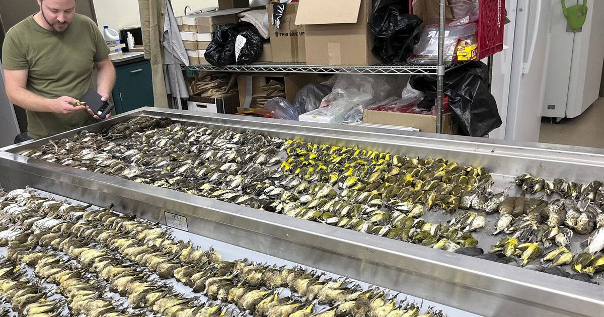 Nearly 1,000 Migrating Songbirds Perish After Crashing Into Windows At 