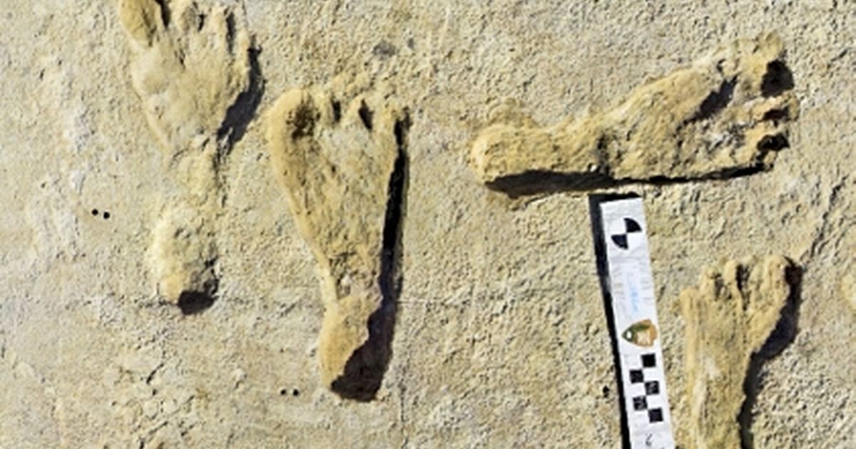 Further evidence points to footprints in New Mexico being the oldest ...