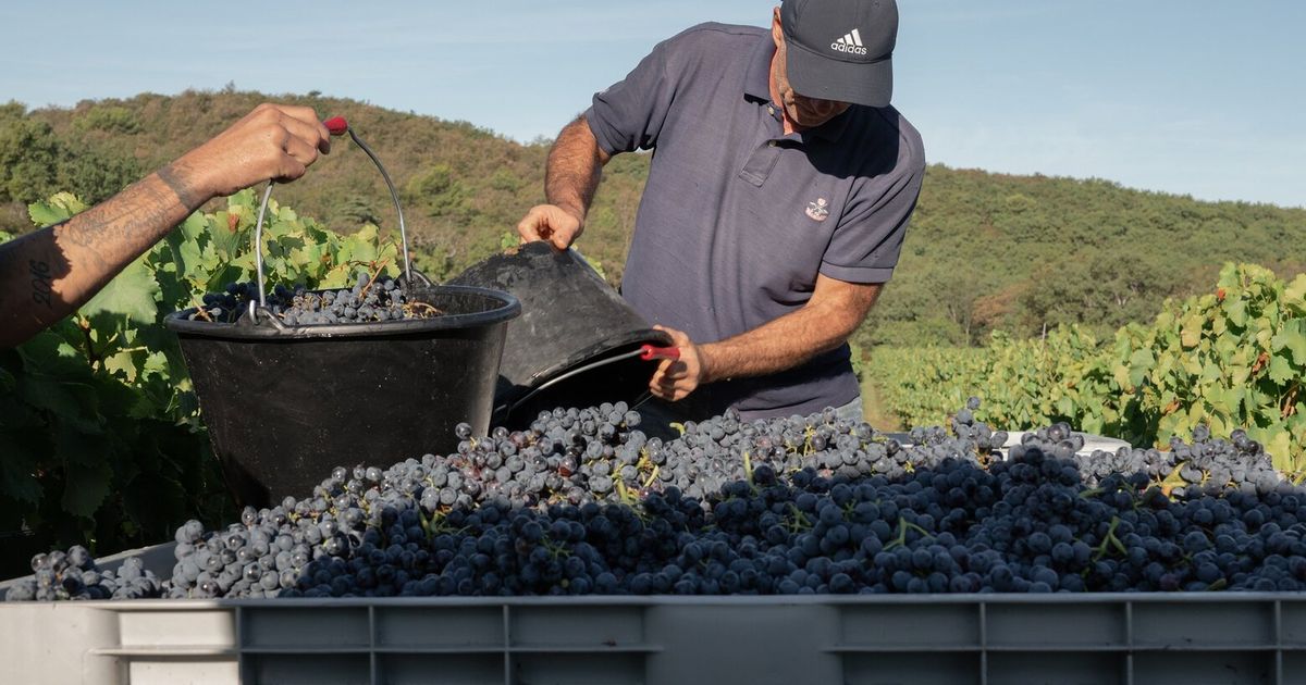 In Provence, winemakers confront climate change