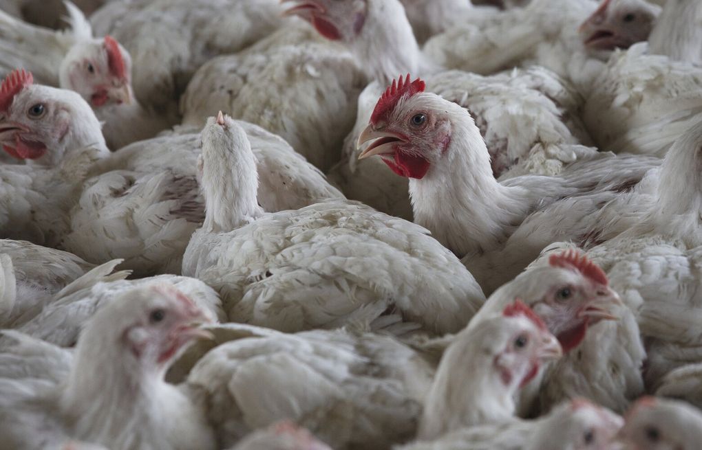 Deadly Bird Flu Reappears In Us Commercial Poultry Flocks In Utah And South Dakota The Seattle 8869