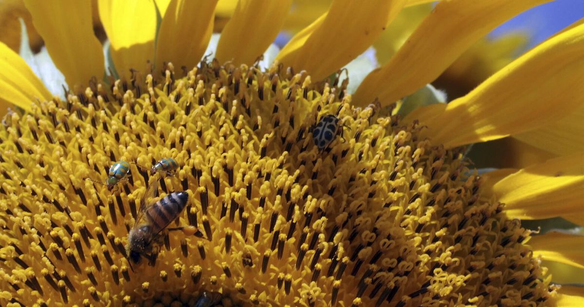 Warming and habitat loss shrink pollinator numbers. That may hit coffee ...