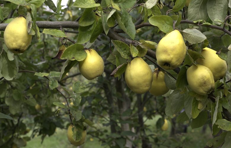 Quince are tasty, but they don’t necessarily look it at times, hanging on the branches. The fragrant fruits are misshapen and fuzzy in Edith Walden’s orchard on Guemes Island north of Anacortes, but turn golden yellow and lose their fuzz just before harvest. “It’s not beautiful at all,” Walden says.