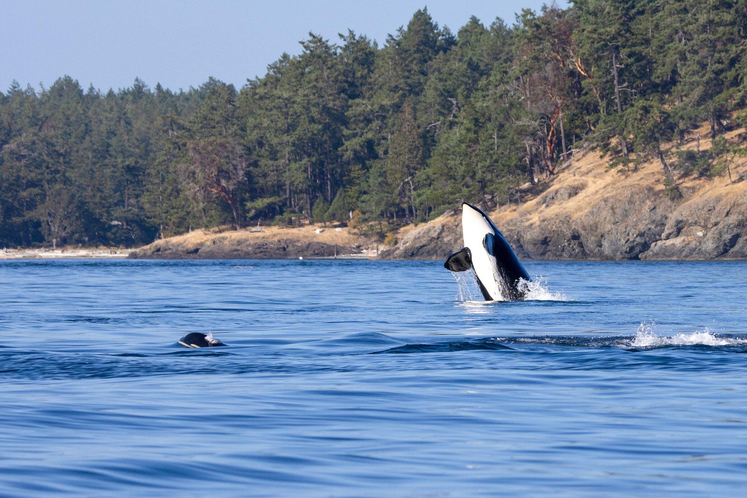 The oldest Puget Sound orca: L25 may be approaching 100 | The 