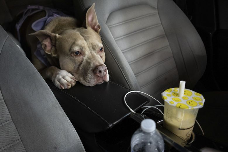 Chrystal Audet’s dog, Coda, a rescue pit bull mix, brings her comfort. (Ruth Fremson / The New York Times)
