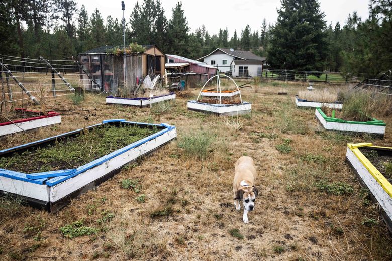 When Zambryski bought her home with her husband, she described tending to a luscious garden, harvesting produce with her grandchildren. Due to her well water being contaminated with PFAS, she no longer maintains that garden and instead has a few planters. (Daniel Kim / The Seattle Times)