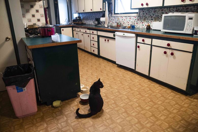 David Snipes’ cat idles near its food bowls. (Daniel Kim / The Seattle Times)