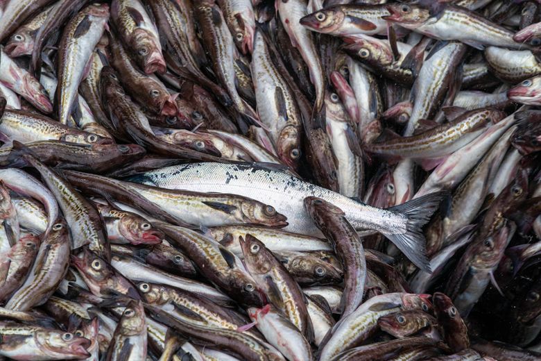 Bering Sea fish bounty brings help, headaches for trawlers