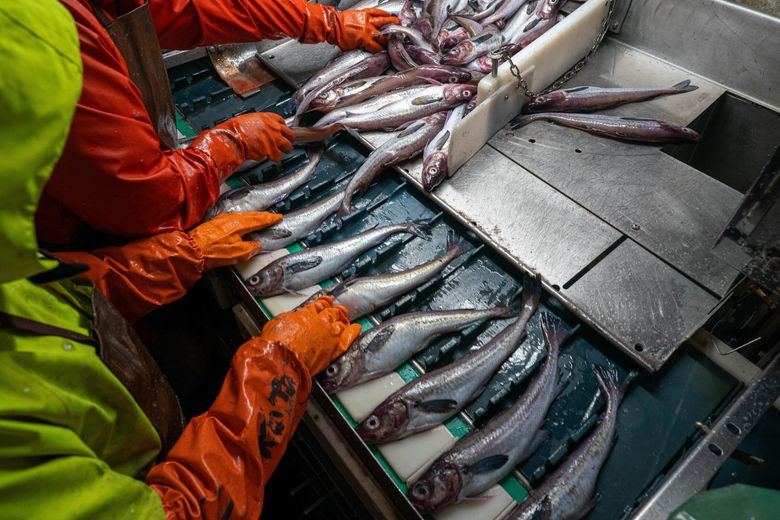 Bering Sea fish bounty brings help, headaches for trawlers