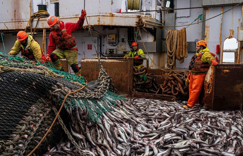 Deckhand trainees Luis Ayala, left, and Jose Mendez climb on top of the cod end of a trawl net so that they can rig it, while fish spill out aboard the factory trawler Northern Hawk on Wednesday, Aug. 9, 2023 in the Bering Sea. (Loren Holmes / ADN)
