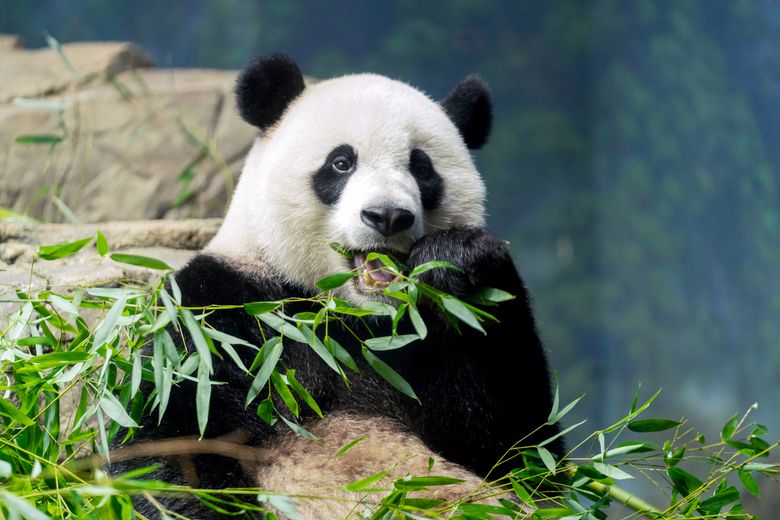 Pandas could be gone from America's zoos by the end of next year | The Seattle Times