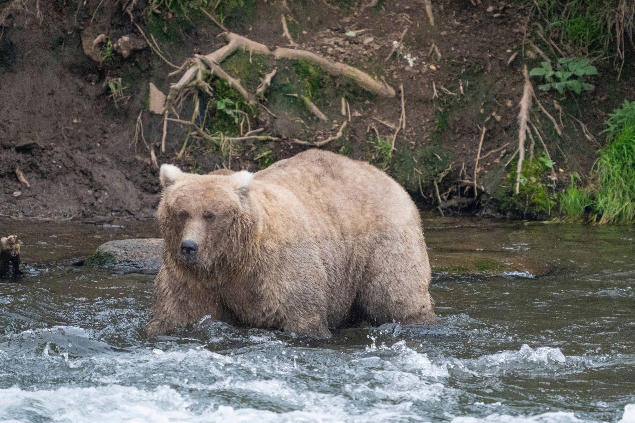 Fat Bear Week: Alaska's brown bears, in photos - The Washington Post