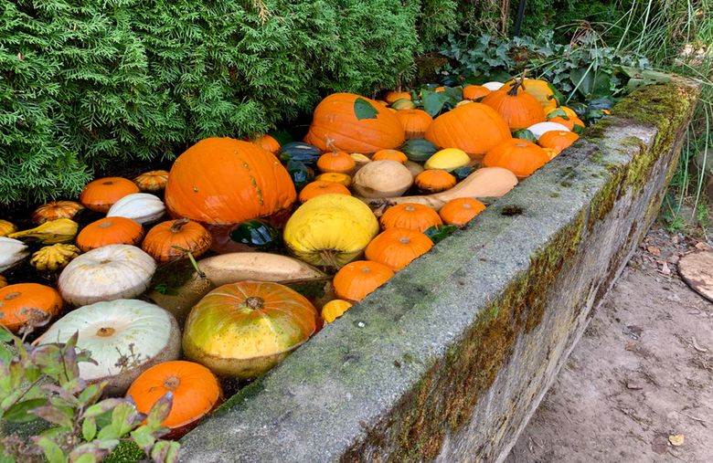 Fall at the Farm: Pumpkins Galore! — Chateau Sonoma