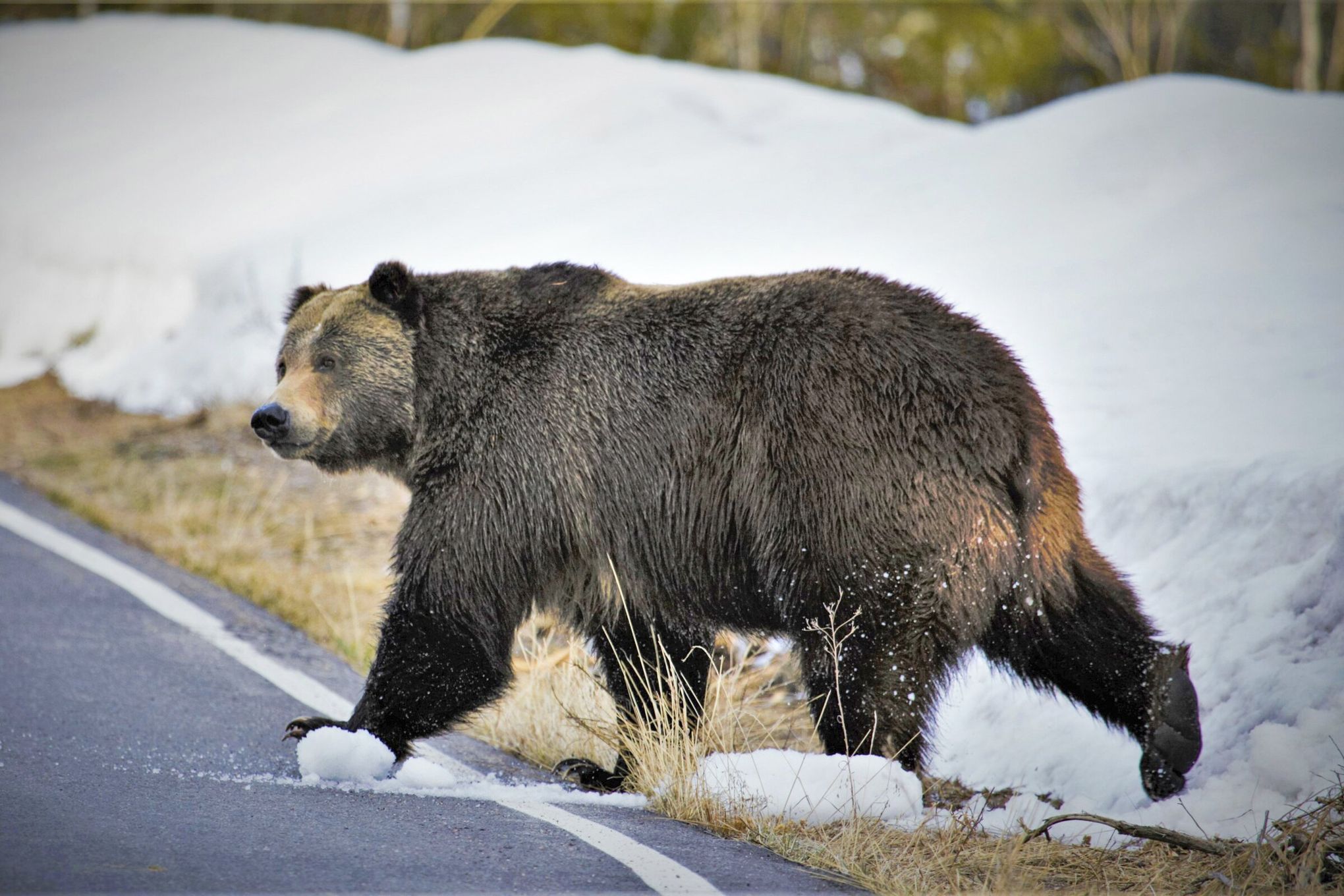 Grizzlies Are Increasing in Numbers. Learning to Live With Them. - The New  York Times