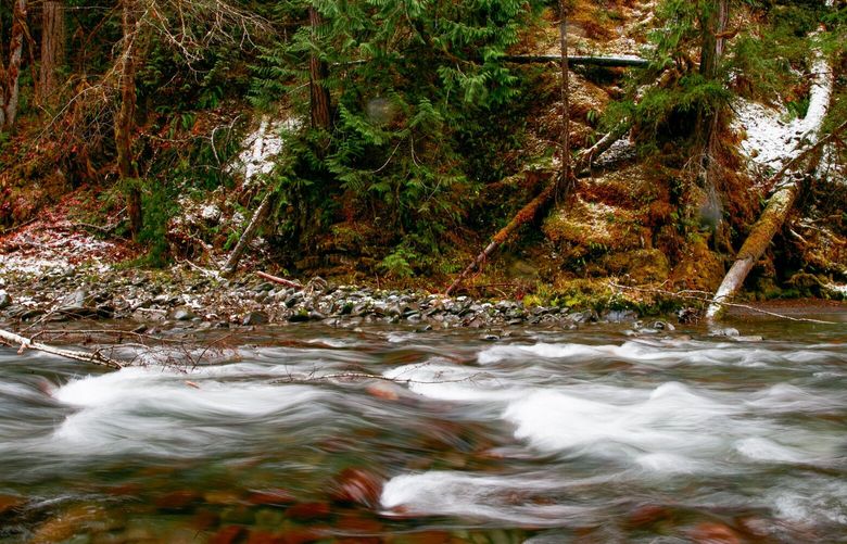 The Gray Wolf River flows in Olympic National Forest in Clallam County Wednesday, Nov. 30, 2022. The Gray Wolf River is one of the proposed Wild and Scenic Rivers part of the Wild Olympics campaign.  222306 222306