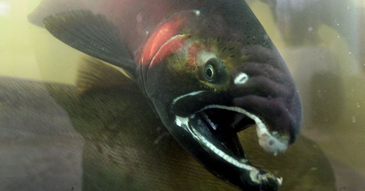 渔业团体对轮胎制造商提起诉讼，因其产品中的有毒化学物质导致鲑鱼死亡