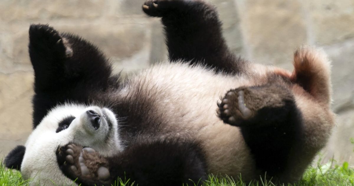 National Zoo’s giant pandas fly home amid uncertainty about future