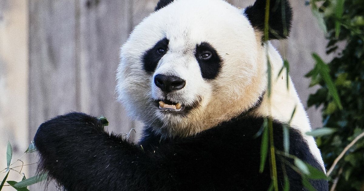 The end of panda diplomacy? The Seattle Times