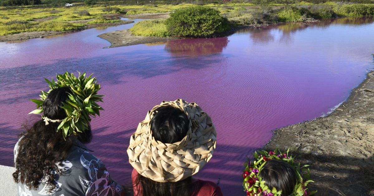 https://images.seattletimes.com/wp-content/uploads/2023/11/11132023_pond_tzr_134116.jpg?d=1200x630