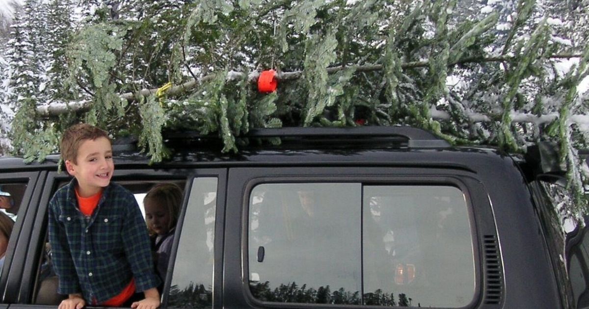 Here’s how to cut down your own 5 Christmas tree in WA The Seattle Times