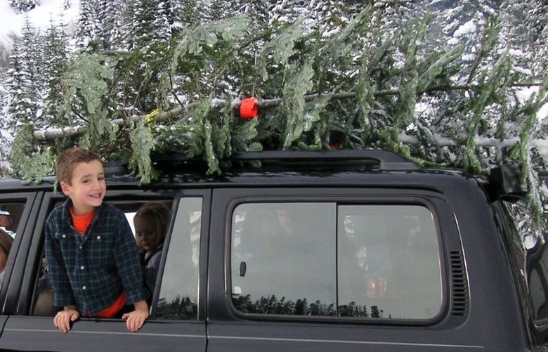 nwwxmastrees02 For Sidebar Keyword: Christmas Tree Credit: US Forest Service Caption: Drive around (sometimes with a chain), pick, cut, and tie on top. National forests are a do-it-yourself world.