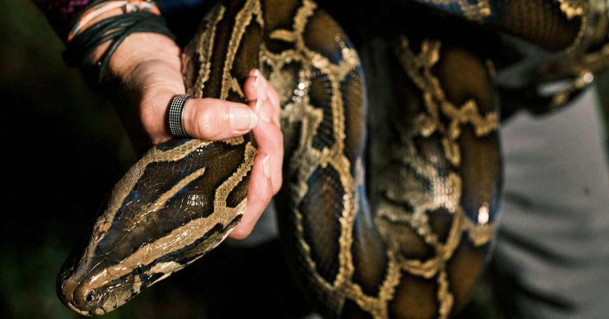 Her livelihood? Hunting pythons in the dead of night | The Seattle Times