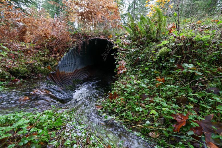 This state-owned culvert west of Hood Canal is due to be replaced to improve salmon migration. (Kevin Clark / The Seattle Times)