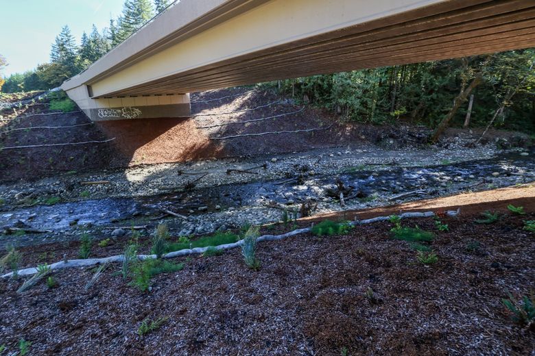 As part of the culvert replacement under Highway 101, the state planted riparian vegetation and placed logs in the stream to simulate natural habitat. (Kevin Clark / The Seattle Times)