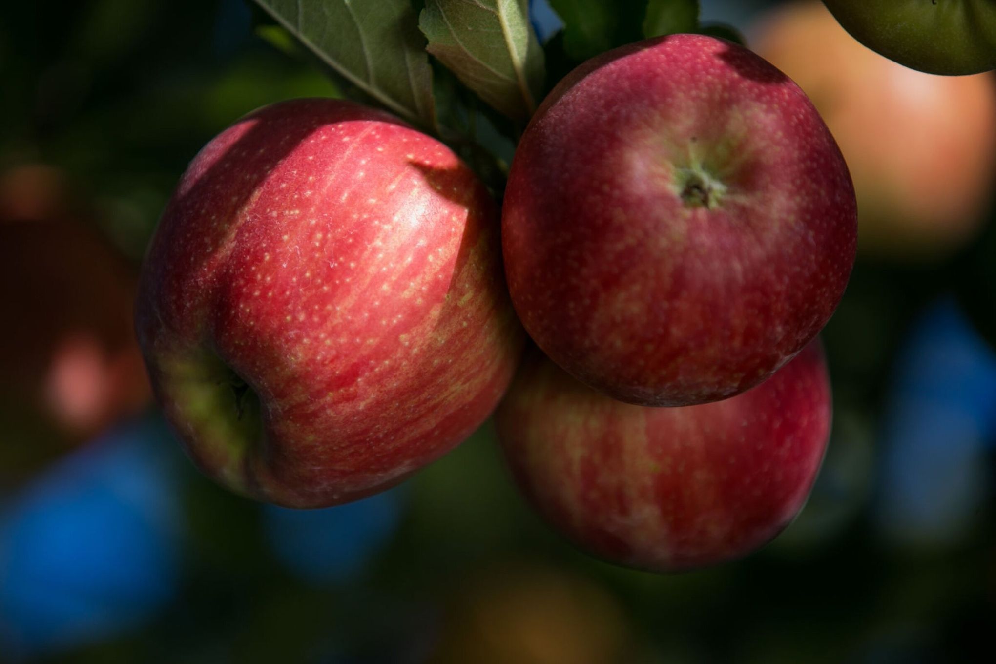 The Real Reason Honeycrisp Apples Are So Expensive 