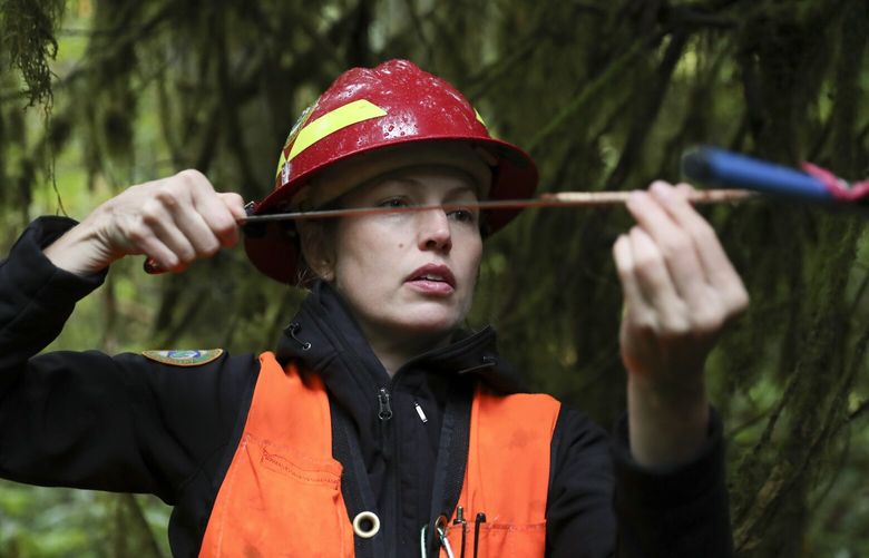 Christine Buhl, a forest health specialist for the Oregon Department of Forestry, uses an increment borer to core a western red cedar at Magness Memorial Tree Farm in Sherwood, Ore., Wednesday, Oct. 11, 2023. Iconic red cedars — known as the “Tree of Life’ — and other tree species in the Pacific Northwest have been dying because of climate-induced drought, researchers say. (AP Photo/Amanda Loman) CLI605 CLI605