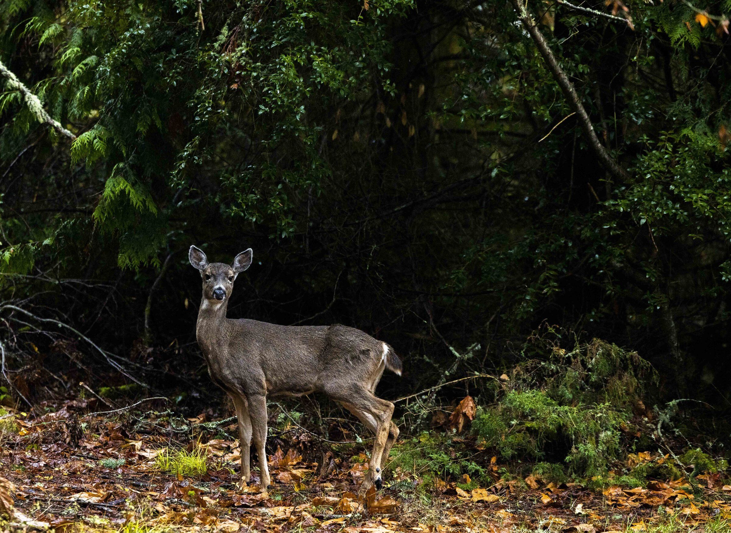 Are deals deer mean