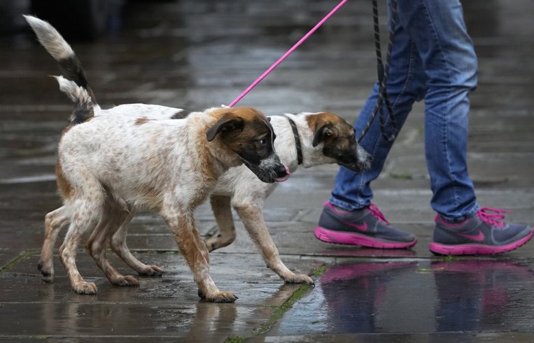 Peter and Pan from Noahs Ark Dog Rescue arrive at St Paul’s Church in Covent Garden in London, Saturday, Nov. 18, 2023. Following the success of Broadway Barks in the US, stage icons Elaine Paige and Bernadette Peters hosted the first live West End Woofs (and meows) at St Paul’s Church, Covent Garden. Bringing together much-loved talent of the West End and their four-legged friends for a dog and cat adoption event to raise money and awareness and find homes for animals in need of adoption. (AP Photo/Kirsty Wigglesworth) LKW106 LKW106