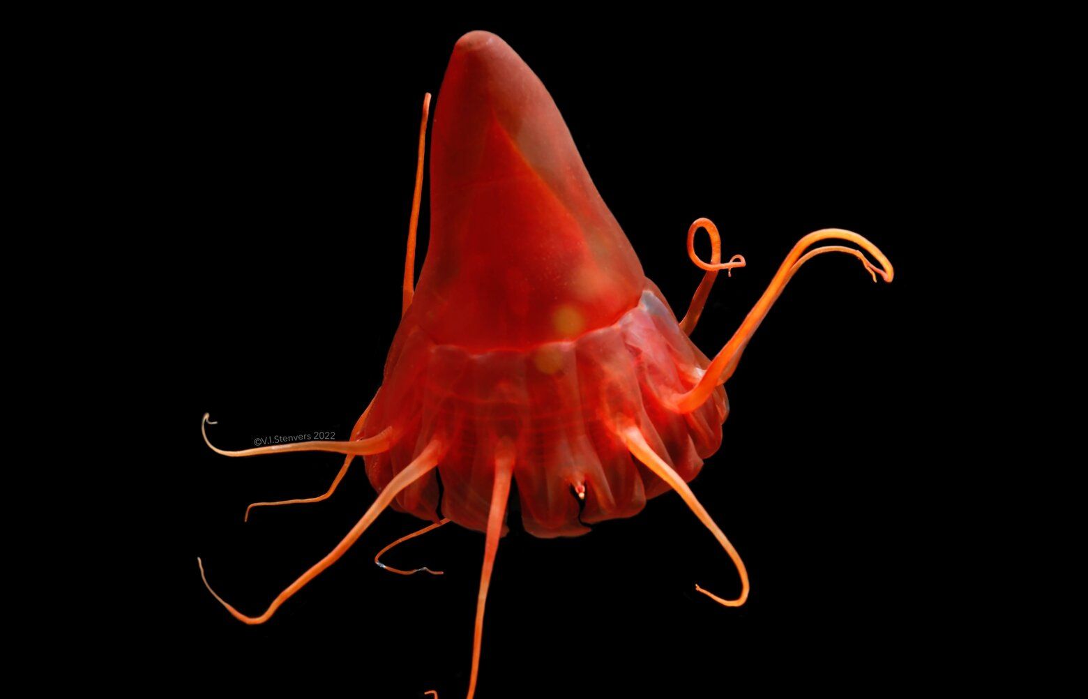 Mucus-covered jellyfish hint at dangers of deep-sea mining | The