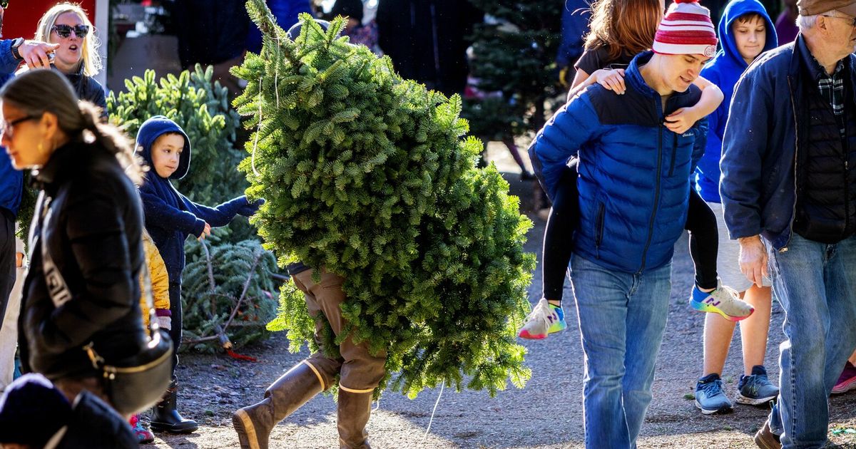 Seattle Christmas tree stand sees bustle of visitors The Seattle Times