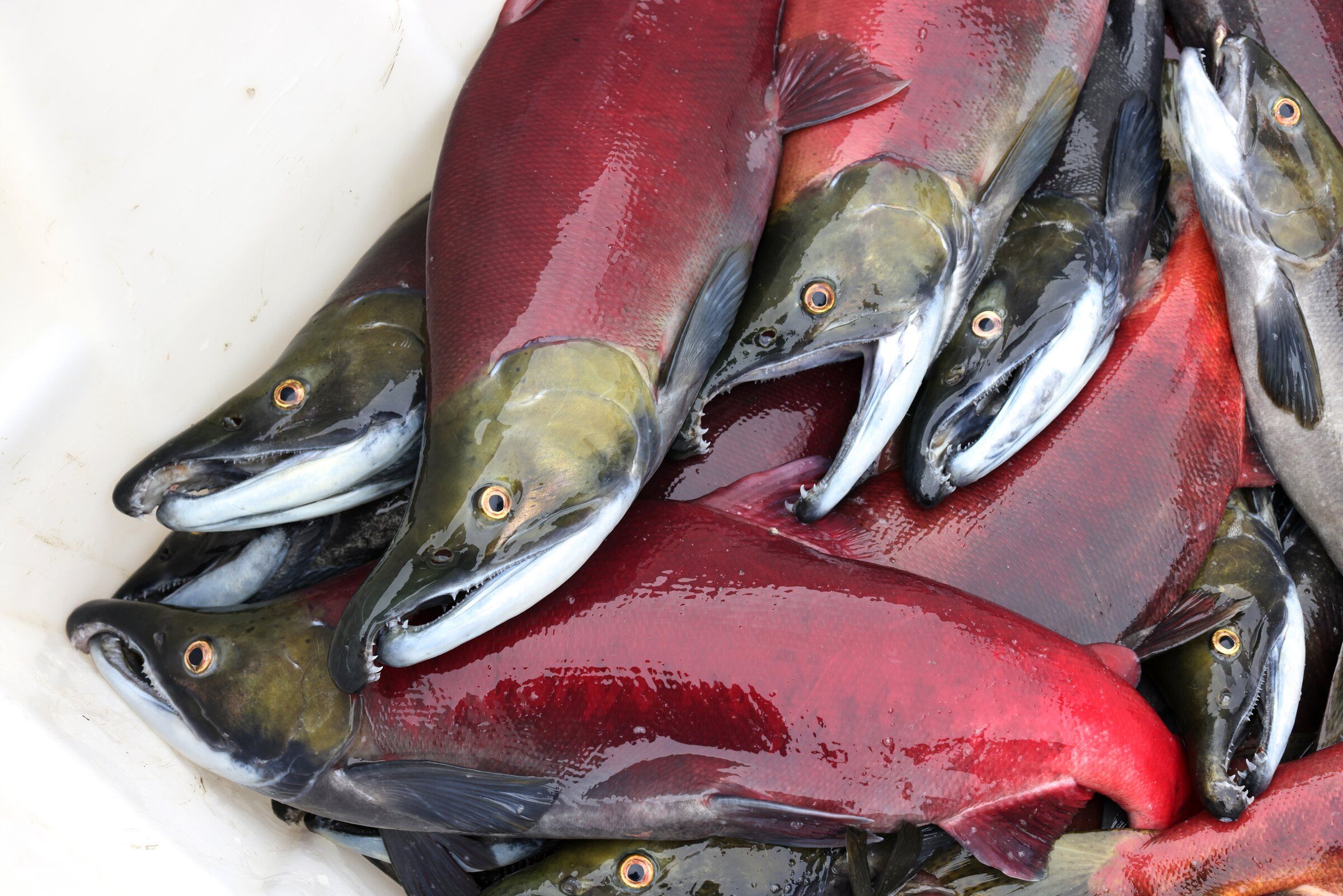 Sockeye salmon deals