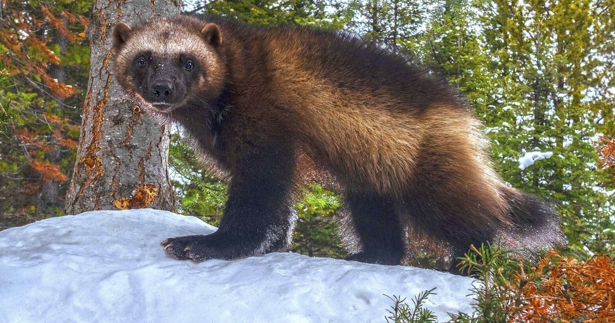 Wolverines, lovers of North Cascades’ deep snow, listed for federal protection